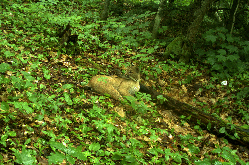 A bobcat on Oak Island, Wisconsin, in 2015.